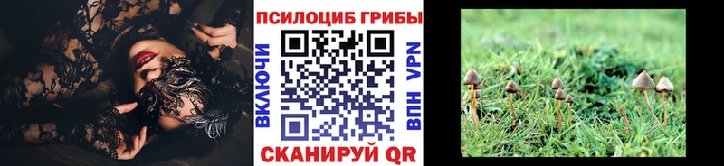 Псилоцибиновые грибы Psilocybe  что такое наркотик  Елец 